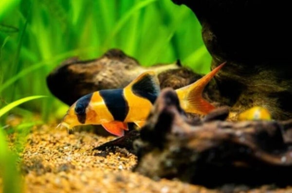 Clown Botia - (Chromobotia macracanthus)