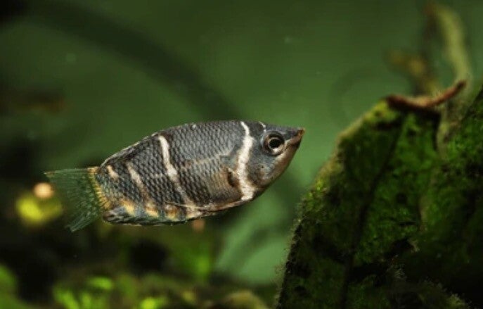 Chocolade gourami - Spaerichthys osphromenoides