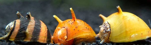 Neritina Horn slak 1 - 1,5 cm -Clithon snail mix assortiment