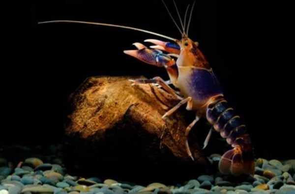 Cherax kreeftjes Vulcano 2-4 cm
