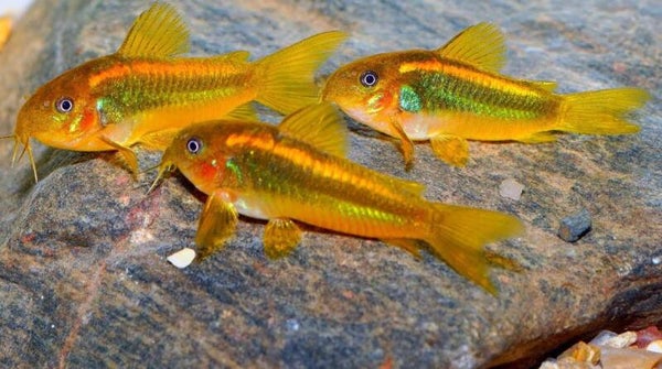 Corydoras Orange laser nu 2,5 - 4 cm !