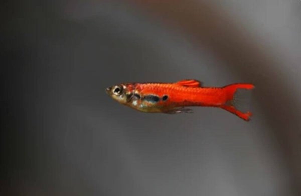 Guppy Endler Red