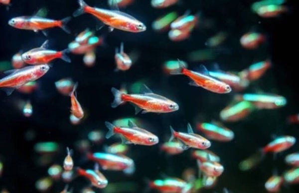 Kardinaaltetra's - Paracheirodon axelrodi  2,1 - 2,3 cm