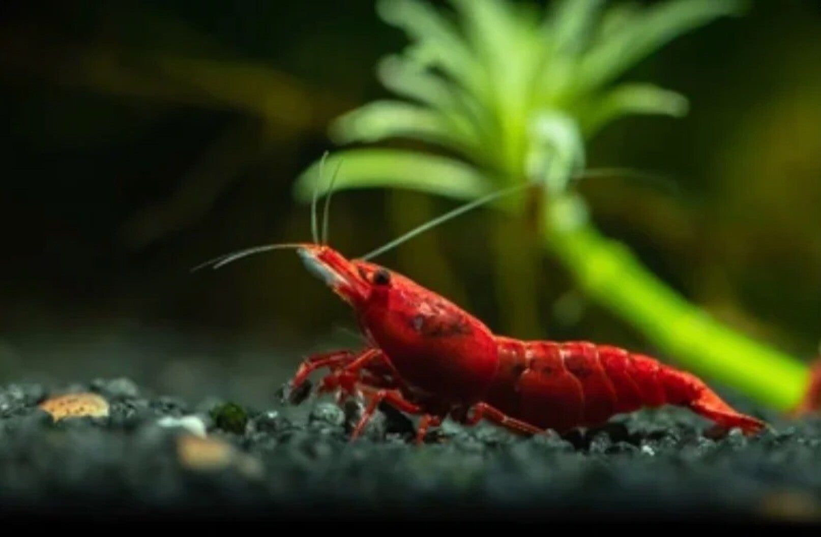 Painted Fire Red garnalen