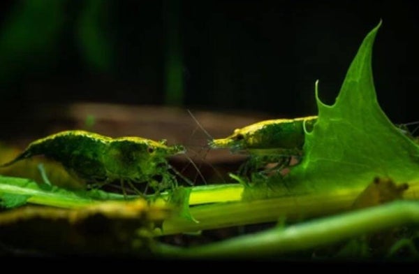 Green Jade garnalen High Grade en normal Grade