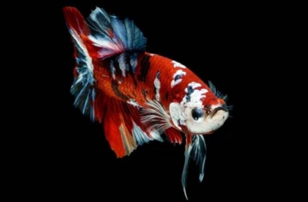 Betta - Halfmoon Koi Male L