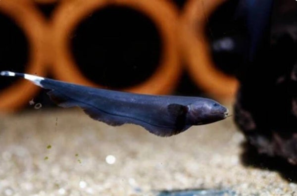 Albifrons Black Ghost Knifefish 10 cm