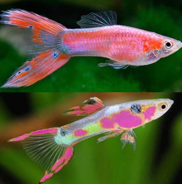 Guppy Endler Pink man
