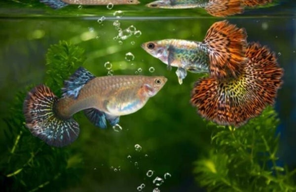 Guppy Red Dragon man-vrouw