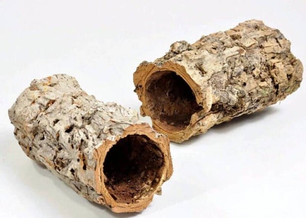 Casca Oca 18-22cm, diameter 6-9cm