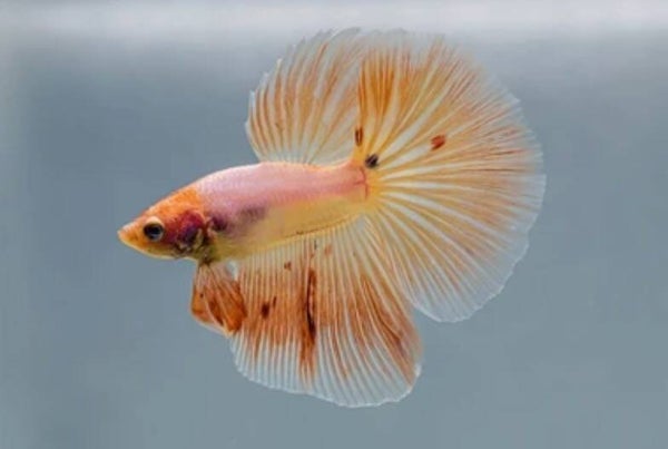 Betta-Halfmoon Fancy Male