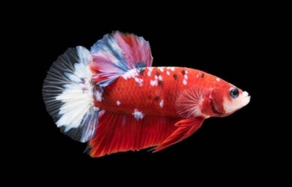 Betta Koi Plakat Male M