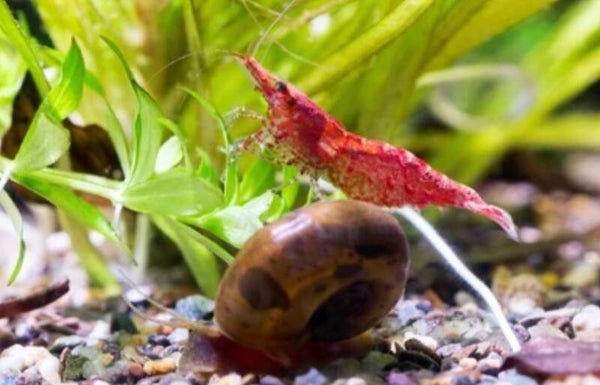 Red, brown, green en blue cherry bee's  - Kersen garnalen mix