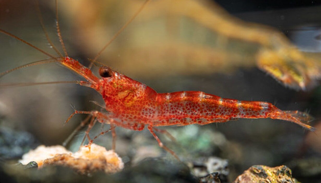 Mini Six Stripe Sulawesi Shrimp 0 5 1 Cm ShrimpMania Mini Six Stripe Sulawesi Shrimp 0 5 1 Cm ShrimpMania