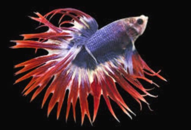 Betta - Crowntail Nationale Flage Male L