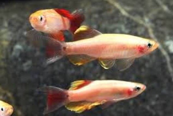 Tanichthys albonubes gold - Chinese danio goud