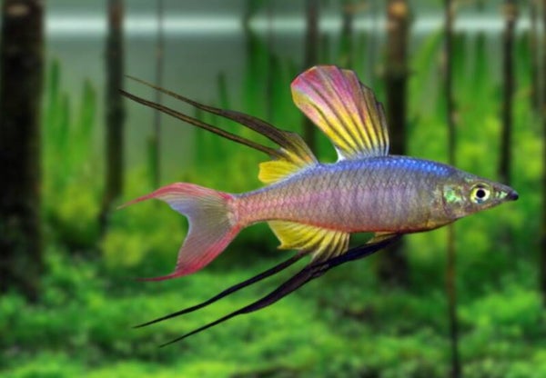 Iriatherina werneri – Werners Regenboogvis