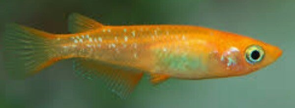 Medaka (vijver) visjes - Japanse rijstvisjes diverse kleuren