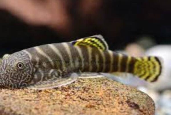 Yellow Sucker Hillstream (Hillstream Loach) 4-7 cm