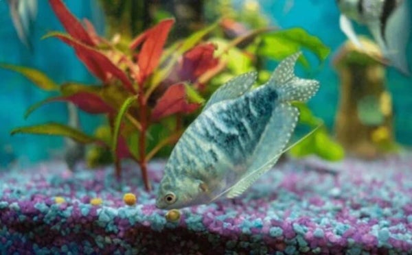 Gourami Gosby