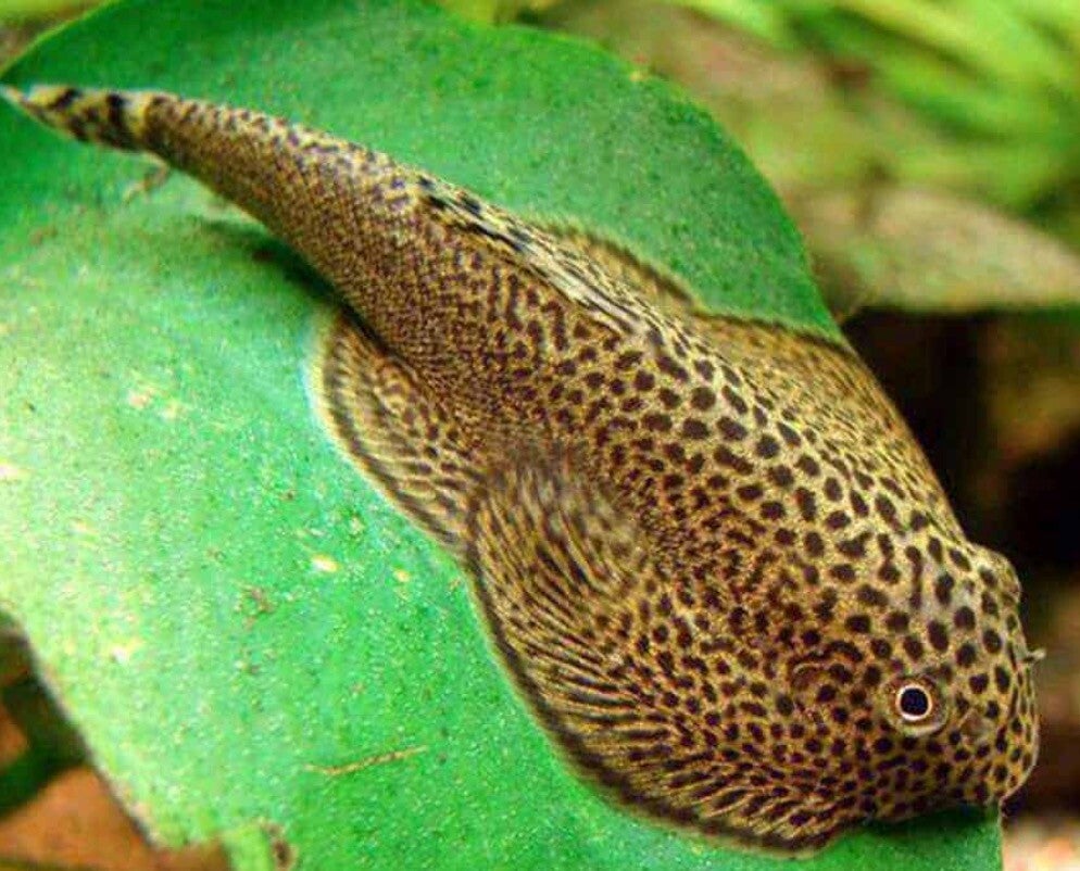 China Butterfly Sucker 3-5 cm