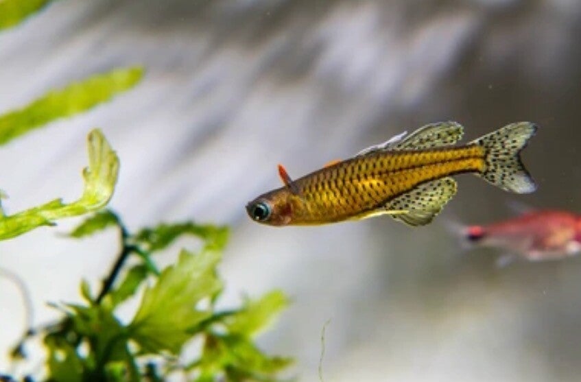 Gertrudae rainbow Spotted blue eyes-signifer - Dwergregenboogvis