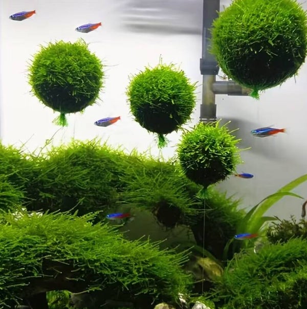 Aquarium mosbalhouder of drijvende mosbal aan steentje