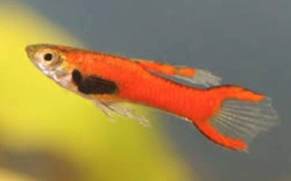 Red endler guppy man