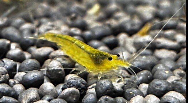 Lemon Yellow Amano garnalen 2-3 cm - Caridina shrimp