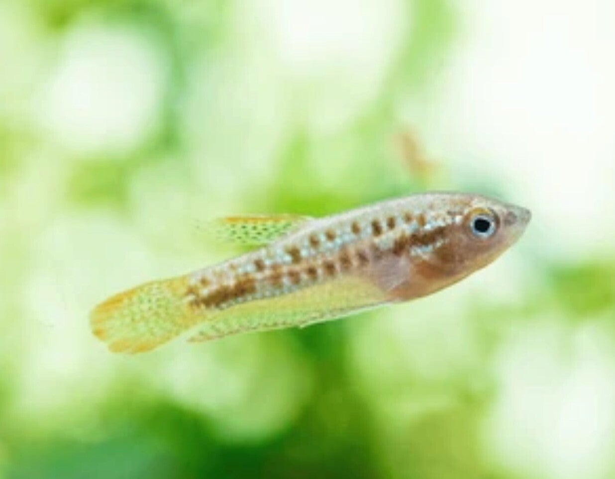 Trichopsis Pumila - Knor Gourami