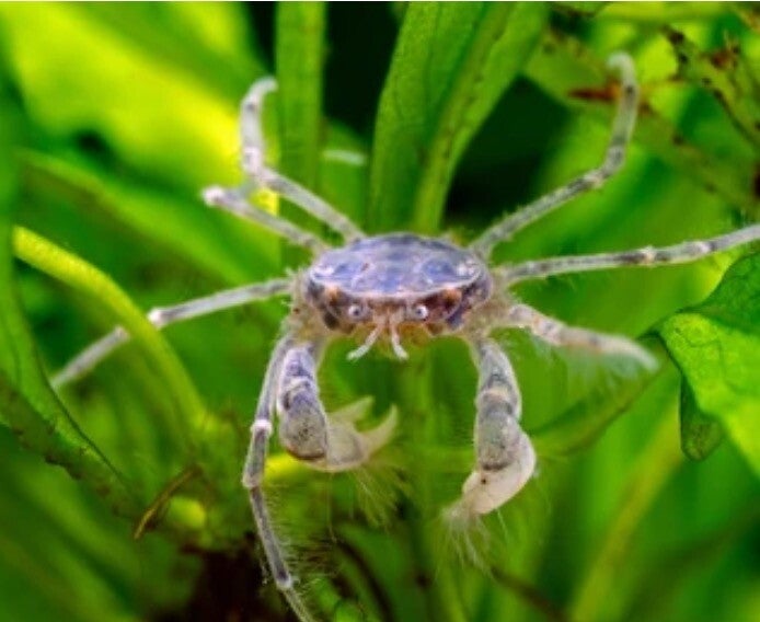 🦀 THAI MICRO CRAB - Limnopilos naiyanetri