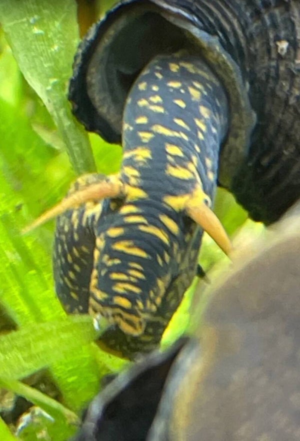 Tylomelania Golden rabbit Spotted snail 3-6 cm