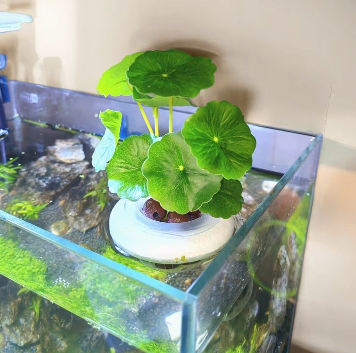 Drijvend aquarium plantenmandje – Hydrocultuur plantenhouder rond