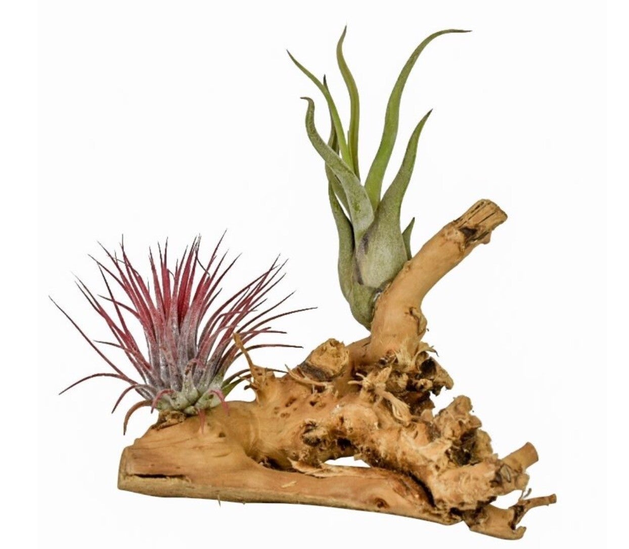 Assortiment Tillandsia op hout – ca. 8 x 5 cm