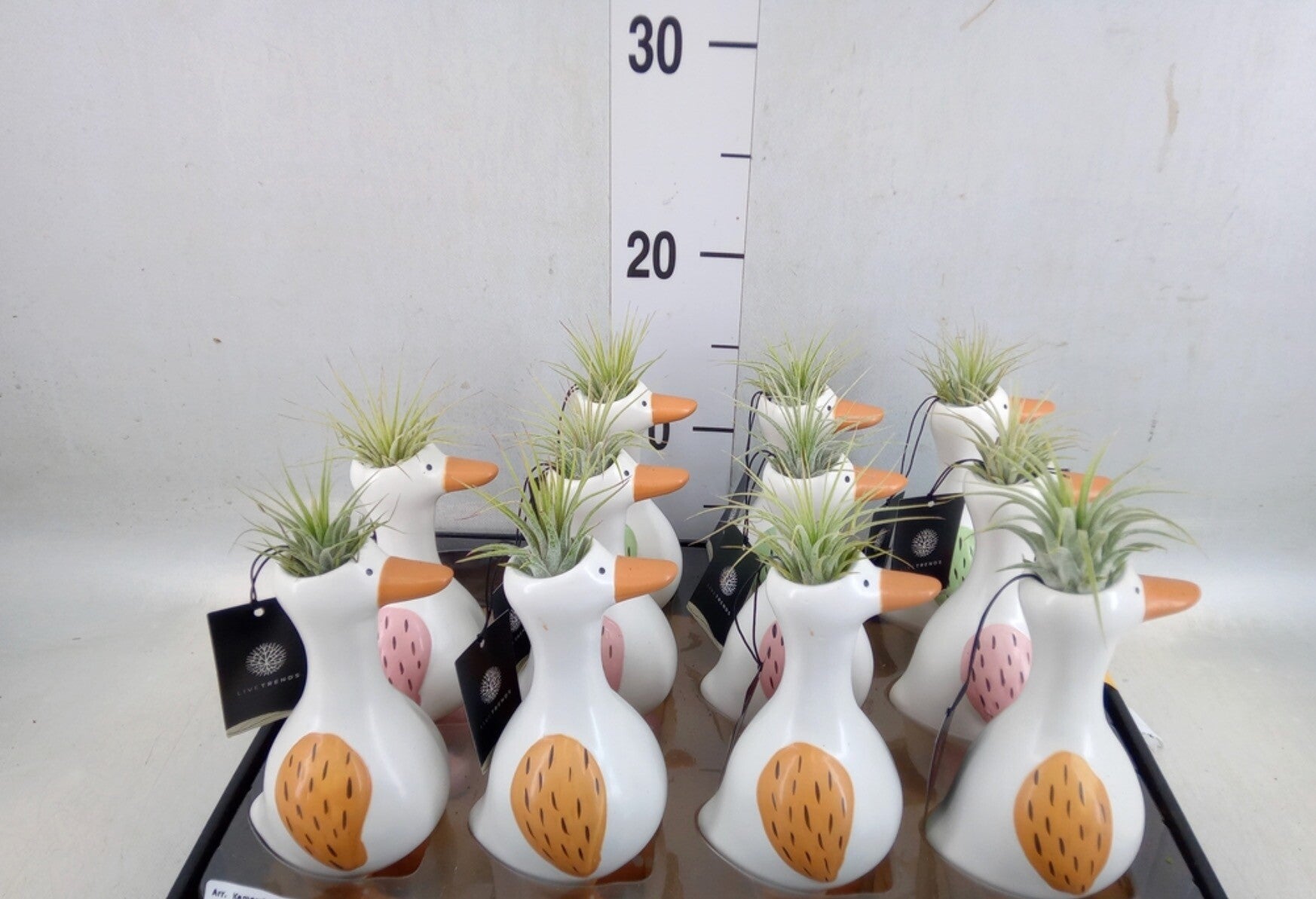 Tillandsia “Gans in Laarzen” – Luchtplant in Potje (Ø 3 cm)