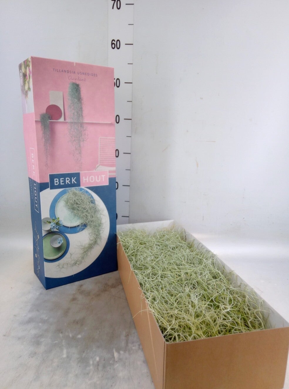 Tillandsia usneoides – Luchtplant Slinger (±50 cm) per stuk