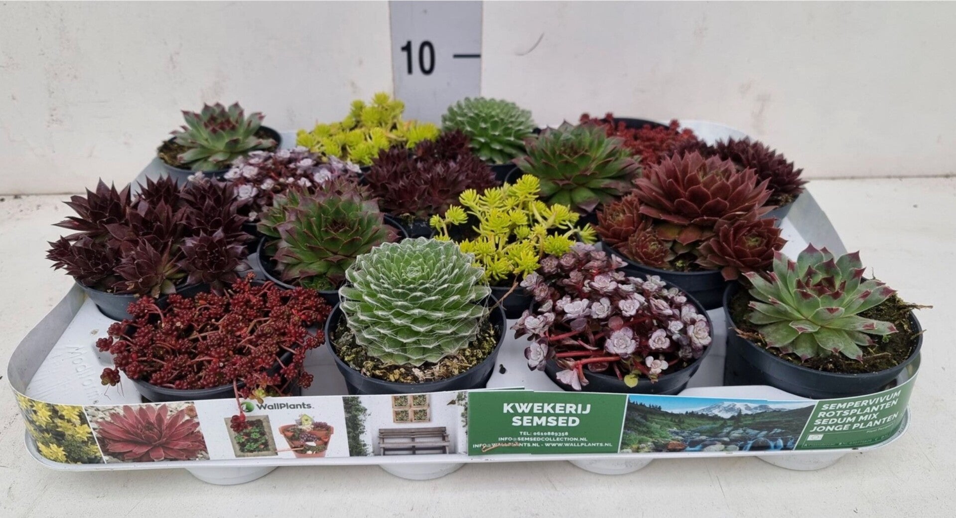 Rotsplanten Mix planten (±7–8 cm)