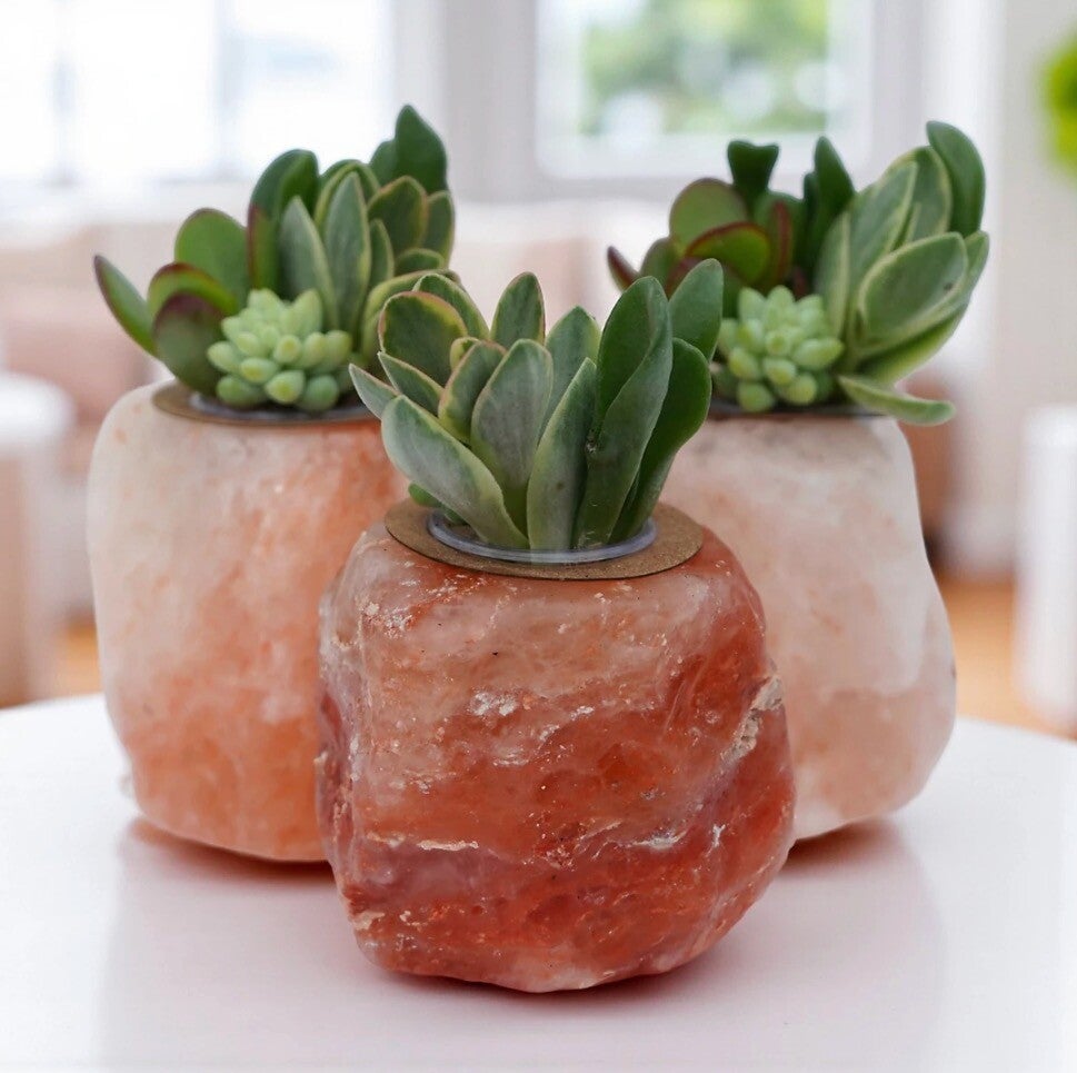 Himalayazoutkristal Vetplant – Potje Ø 6 cm