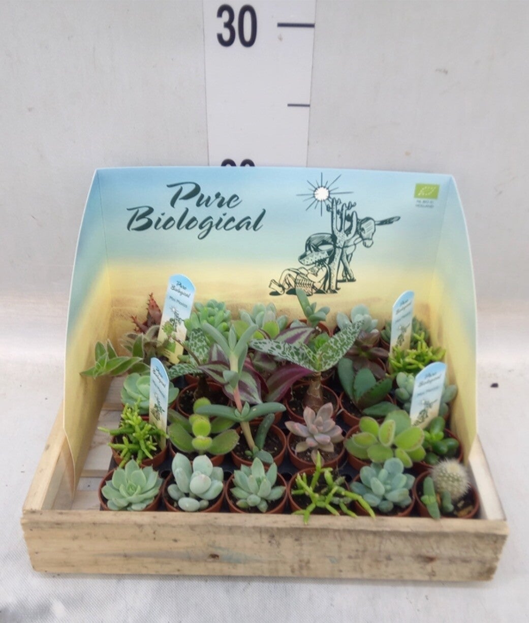 Bio Succulenten Mini 2.0 – Misumi