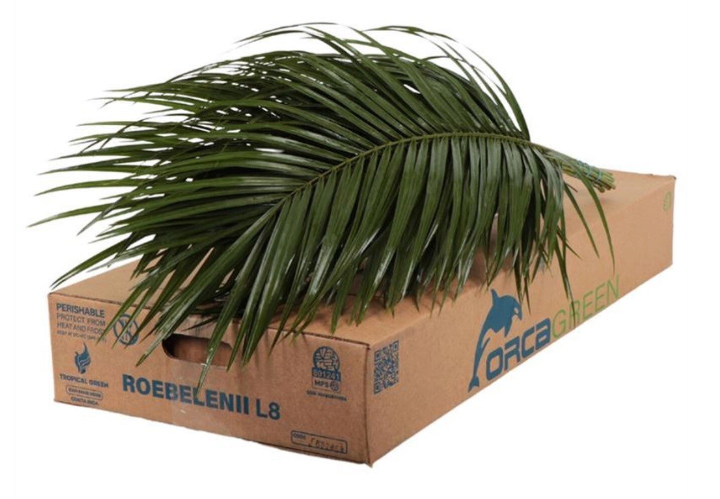 Phoenix roebelenii – Dwergdadelpalm (±60 cm) per 10 stuks