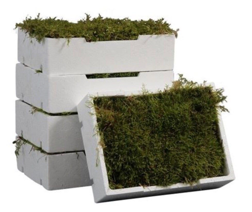 Plagiothecium curvifolium – Platmos 40x15 cm