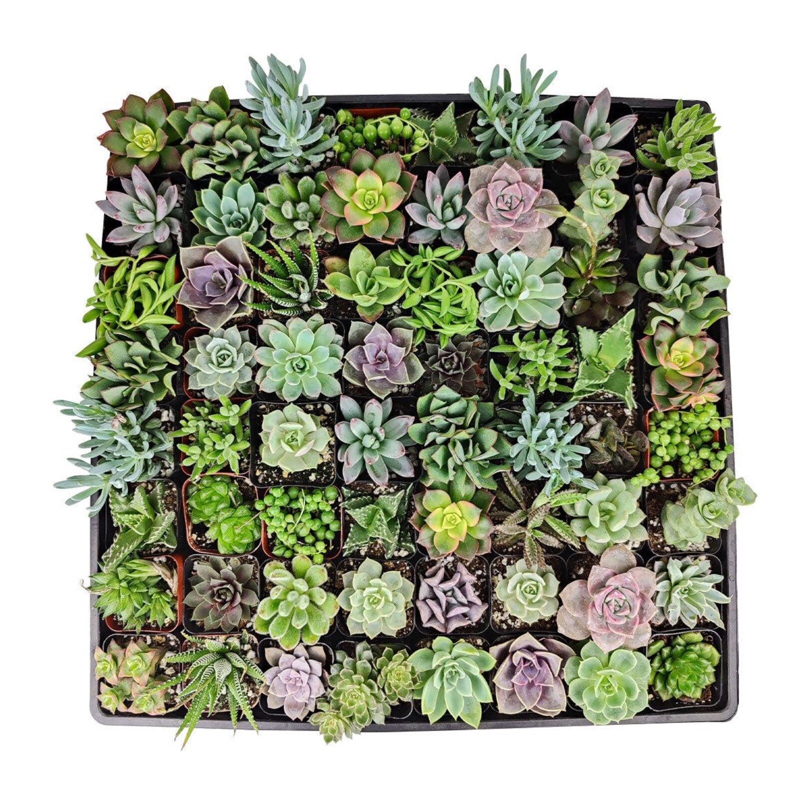 Succulenten Mix – Diverse soorten