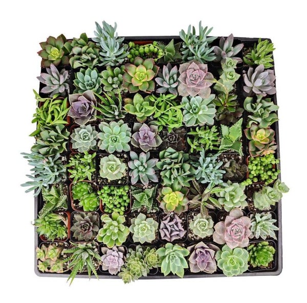 Succulenten mix S