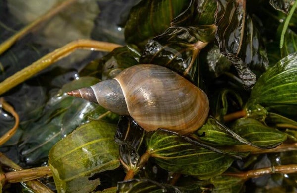 Poelslakken – Nuttige opruimers voor vijver en aquarium