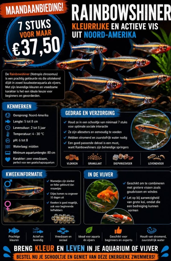 Maandaanbieding: Notropis chrosomus  3-4 cm – Rainbowshiner 7 stuks voor € 37,50