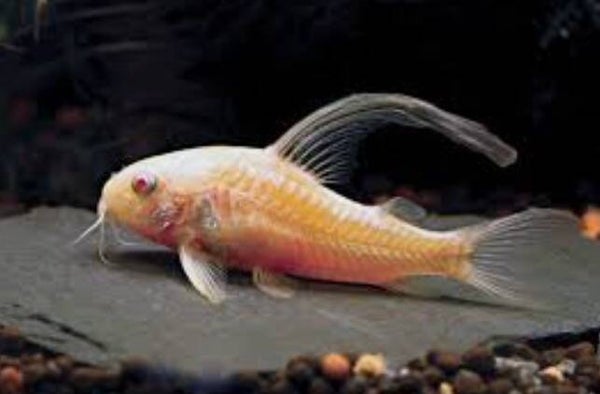 Corydoras Albino Longfin