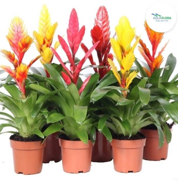 🌿 Vriesea mix – pot 5 cm (per stuk)