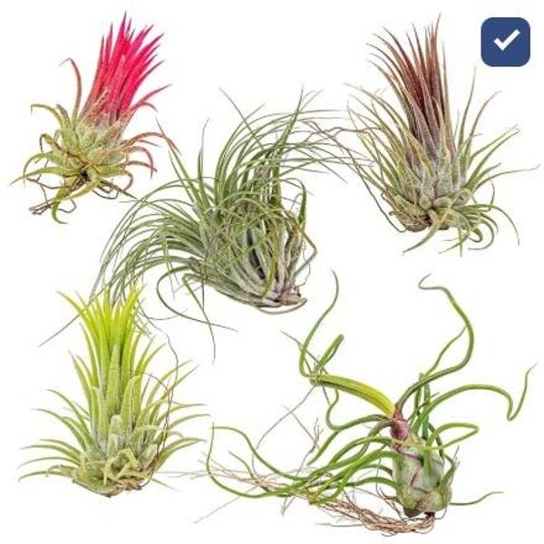 🌿 Tillandsia mix – pot 5 cm (per stuk)