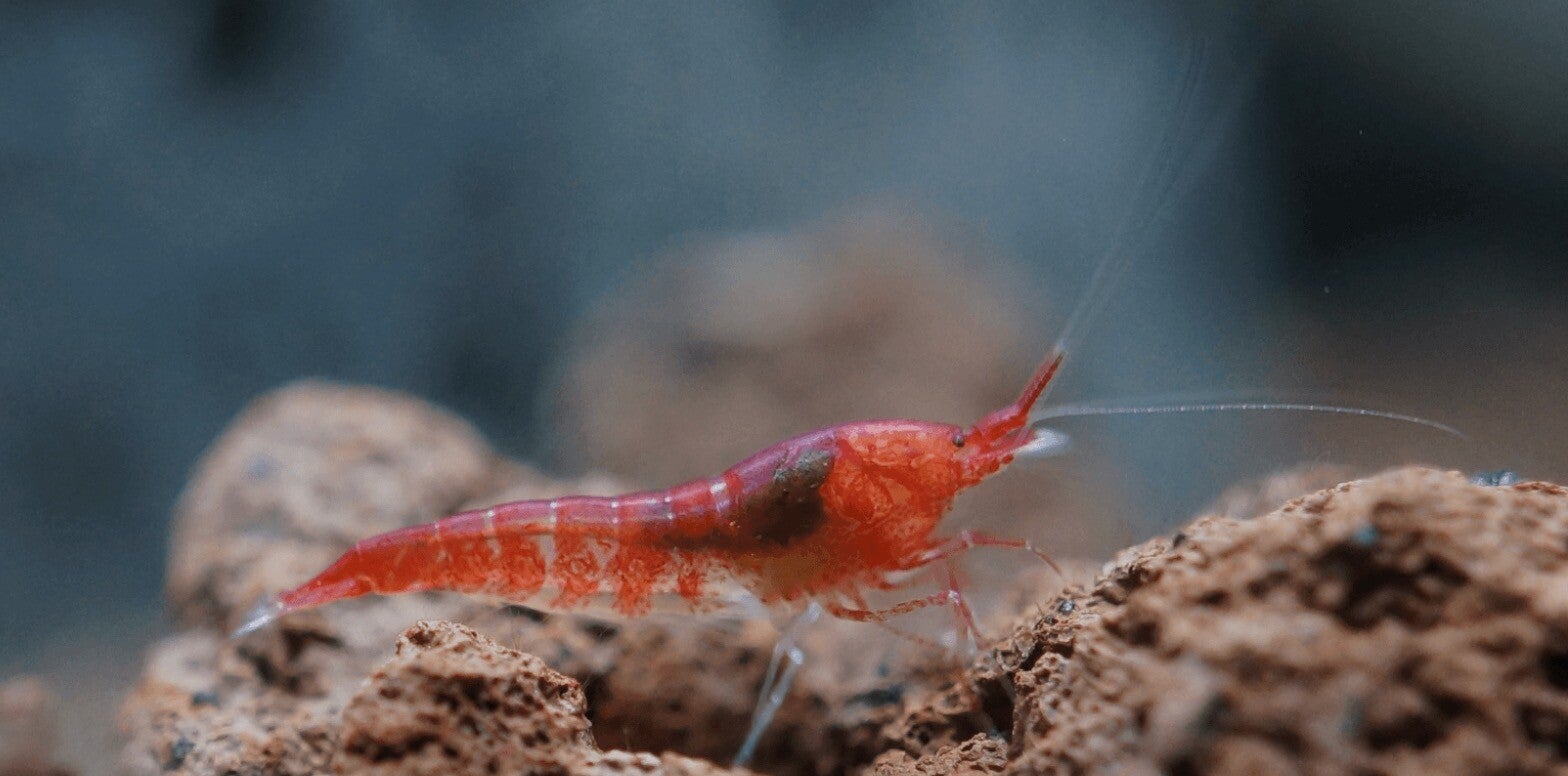 🦐 Opae Ula – Hawaïaanse brakwatergarnaal of compleet pakket