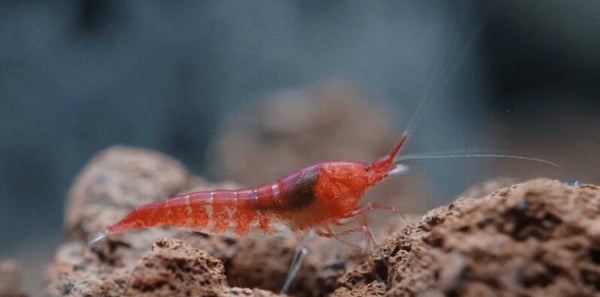 🦐 Opae Ula – Hawaïaanse brakwatergarnaal of compleet pakket